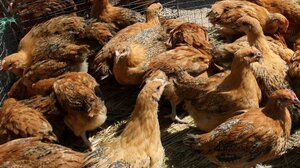 Γρίπης των πτηνών: Επιβεβαιώθηκαν 4 νέα κρούσματα σε ανθρώπους στις ΗΠΑ