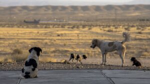 Μαλεβίζι: Εκπαιδευτικό πρόγραμμα για τις πρώτες βοήθειες και την περίθαλψη αδέσποτων ζώων