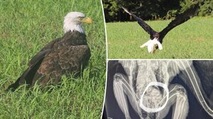 Απίστευτο περιστατικό: Φαλακρός αετός έφαγε ρακούν και δεν μπορούσε να... πετάξει