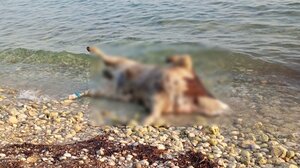 Συναγερμός στη Λευκάδα για τις νεκρές αγελάδες που ξεβράζονται στις παραλίες