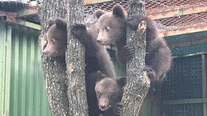 Φλώρινα: Δύο αρκουδάκια νεκρά σε τροχαίο - Λίγα μέτρα μακριά βρισκόταν η μητέρα τους