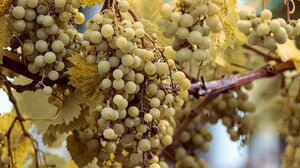 «Πεθαίνει» ο κρητικός αμπελώνας: Μείωση 60% της παραγωγής σε σταφύλια