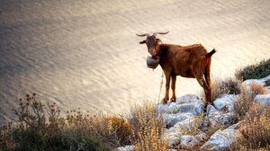 Ένα... διαφορετικό quiz για την Κρήτη