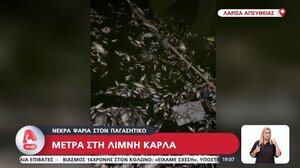Βόλος: Εισαγγελική παρέμβαση για τα χιλιάδες νεκρά ψάρια στον Παγασητικό
