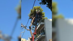 Κοπές δέντρων: Εντός της ημέρας η απόφαση για τα ασφαλιστικά μέτρα 