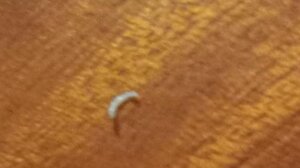 "Κραυγή" για την καθαριότητα της πισίνας του Λίντο 