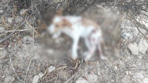 Βγήκαν "παγανιά" για τα σκυλιά! - Πατέρας και γιος πυροβόλησαν σκυλιά στη Μεσαρά