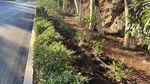 Ενισχύεται και αναβαθμίζεται το αστικό πράσινο στον Άγιο Νικόλαο