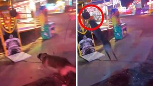 Σκύλος μποξέρ κατατροπώνει μηχάνημα μποξ