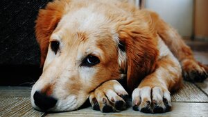 Ξέρουν τα ζώα πως θα πεθάνουν;