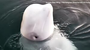 Φάλαινα 007: Όταν τα ζώα γίνονται... κατάσκοποι