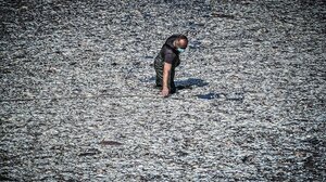 Κουρέτας για Βολο: Απομακρύνθηκε το 99% των νεκρών ψαριών