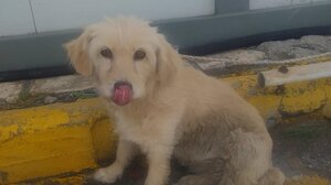 Σπαρακτικό σκηνικό στο λιμάνι του Ηρακλείου: Εγκατέλειψε το σκυλάκι του πριν τον απόπλου!