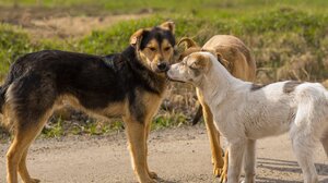 Εκδήλωση των "Ζωφόρων" για την προαγωγή της φιλοζωϊας και το ρόλο των εθελοντών