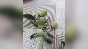 Ρακοκουβέντες και προτάσεις απελπισίας…