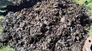 Ποια μέτρα πρέπει να τηρούνται για την καύση υπολειμμάτων καλλιεργειών