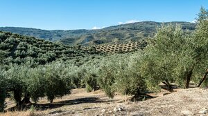 Η Κρήτη στους «πρωταθλητές» της καλλιέργειας ελιάς - Ο προβληματισμός για το μέλλον