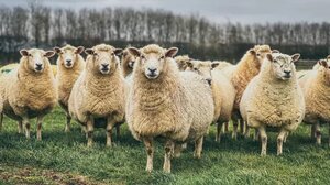 Τραγική κατάληξη: Πέθανε κτηνοτρόφος στο Μικρό Μοναστήρι - Δεν άντεξε την απώλεια του κοπαδιού του