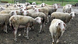 Ευλογιά προβάτων: Μόνο γάλα θα μπορούν να διαθέτουν οι κτηνοτρόφοι για 10 ημέρες