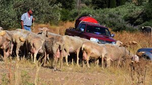 Αίτημα για την επαναλειτουργία των σφαγείων κατέθεσε η Περιφέρεια Κρήτης