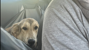 Πήγαινε στο κυνοκομείο αλλά από "λάθος συνεννόηση" βρέθηκε στον δρόμο