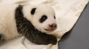 Αξιολάτρευτα δίδυμα μωρά πάντα κάνουν ντεμπούτο στον ζωολογικό κήπο