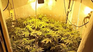 Με σύστημα υδροπονικής καλλιέργειας "μεγάλωνε" τα δενδρύλλια κάνναβης