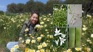 Κρήτη: Οι επιστήμονες ανακάλυψαν ένα νέο είδος φυτού στην Άγρια Γραμβούσα!