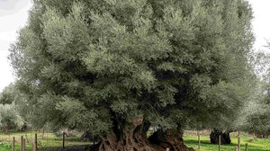 Ανακαλύψτε την ελιά του Σαμωνά!