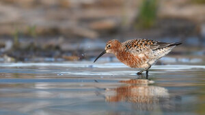 Σήμα κινδύνου για τα μεταναστευτικά παρυδάτια πουλιά