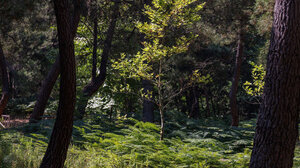 Συναγερμός για πενταμελή παρέα που χάθηκε σε δάσος της Εύβοιας