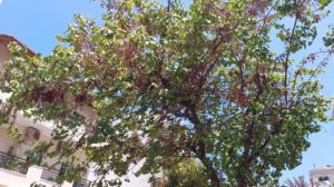 "Δικαιώματα ναι, υποχρεώσεις όχι;"