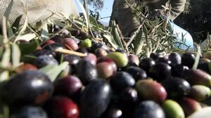 Μάζευε ελιές κι έπεσε σε πηγάδι βάθους 23 μέτρων - Συνελήφθη ο ιδιοκτήτης του ελαιώνα