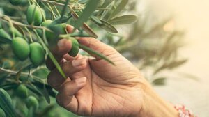 Πήγαν για …καφέ και έκλεψαν 150 κιλά ελιές