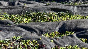 Ξανά μπροστά στους αγρότες, το πρόβλημα έλλειψης εργατών γης