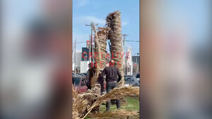 "Έκοψε" στα δύο φοίνικας σε κεντρικό δρόμο του Ηρακλείου!