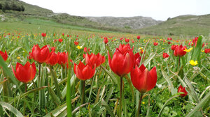 Ανακαλύψτε το Οροπέδιο Γιους Κάμπος στον Δήμο Αμαρίου Ρεθύμνου!