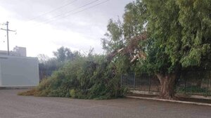 Μεγάλο κλαδί δέντρου έπεσε στην αυλή δημοτικού στις Μοίρες!