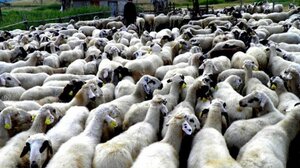 Ευλογιά αιγοπροβάτων: 15 νέες εστίες τον τελευταίο μήνα στην Περιφέρεια Αν. Μακεδονίας – Θράκης