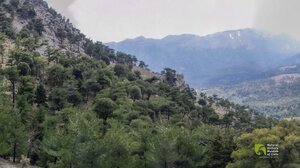 Ανακάλυψε το δάσος Σελακάνου, στην Ιεράπετρα Λασιθίου!