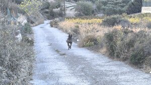Η Νέση βρήκε τα δηλητηριασμένα νεκρά σκυλιά στο Χαμέζι!