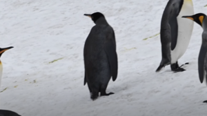 Εντοπίστηκε μοναδικός εντυπωσιακός ολόμαυρος πιγκουίνος!