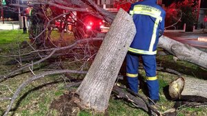 Ροδόπη: Οι ισχυροί βοριάδες ξερίζωσαν πλάτανο 