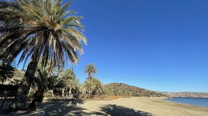 Αναγεννάται το φοινικόδασος του Βάι