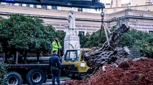 Διασώθηκε και μεταφυτεύτηκε υπεραιωνόβια ελιά 700 ετών