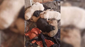 «Αποθήκη» αδέσποτων σκυλιών το Βενεράτο- Σε απελπισία οι κάτοικοι - Δείτε φωτογραφίες