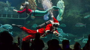 Χριστουγεννιάτικες εκδηλώσεις στο Ενυδρείο Κρήτης!