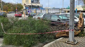 Δέντρο κόπηκε στα δύο έξω από το Δημοτικό Στάδιο Χανίων