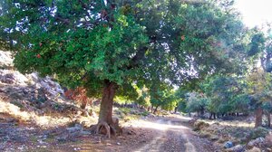 Οι "Δρόμοι Ζωής" στο μαγευτικό φαράγγι και οροπέδιο του εβδόμου στα Ανώγεια