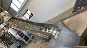 Όταν ο αντιδήμαρχος ραβδίζει τις ελιές του! 